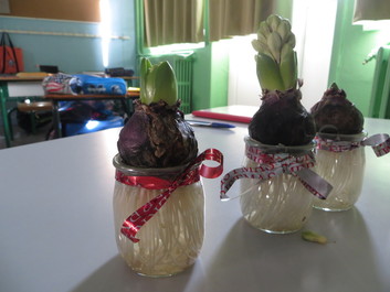 Vente de Jacinthes au prix de 3€ pour financer notre sortie scolaire