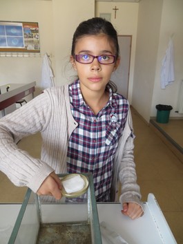 Lili installe le coton imbibé pour que les grillons puissent boire